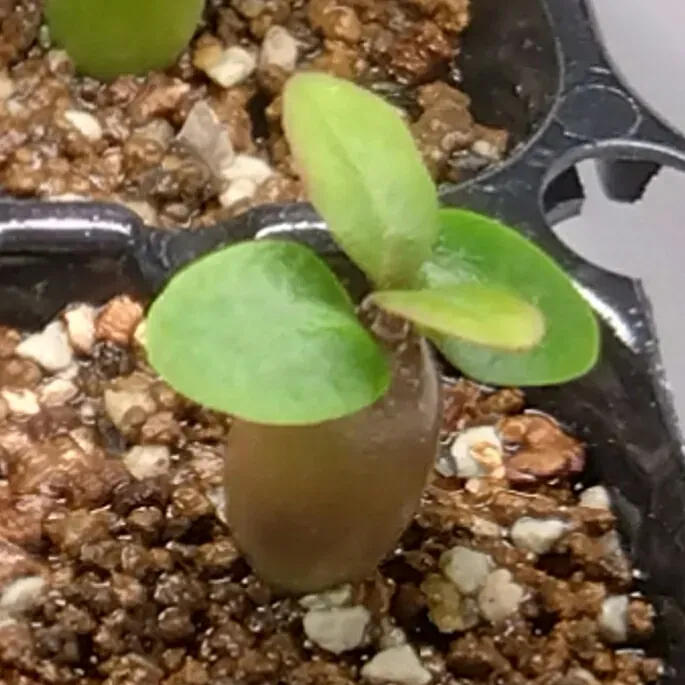 Pachypodium succulentum (パキポディウム サキュレンタム)