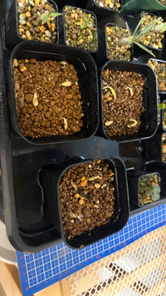 Pachypodium lamerei (パキポディウム ラメレイ)