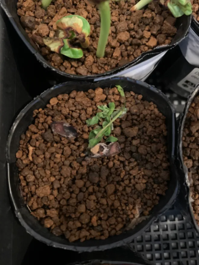 Delonix pumila (デロニクス プミラ)
