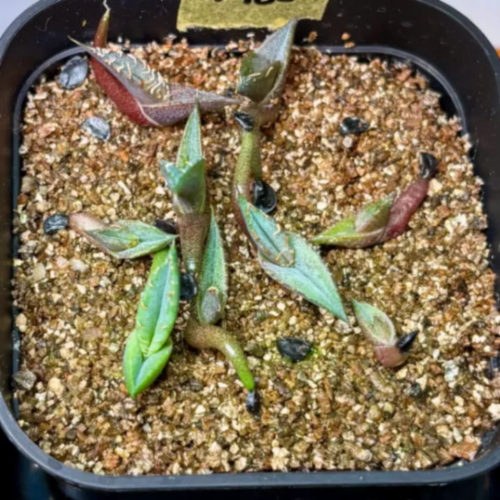 Agave titanota Blue Lot. (アガベ チタノタブルー)