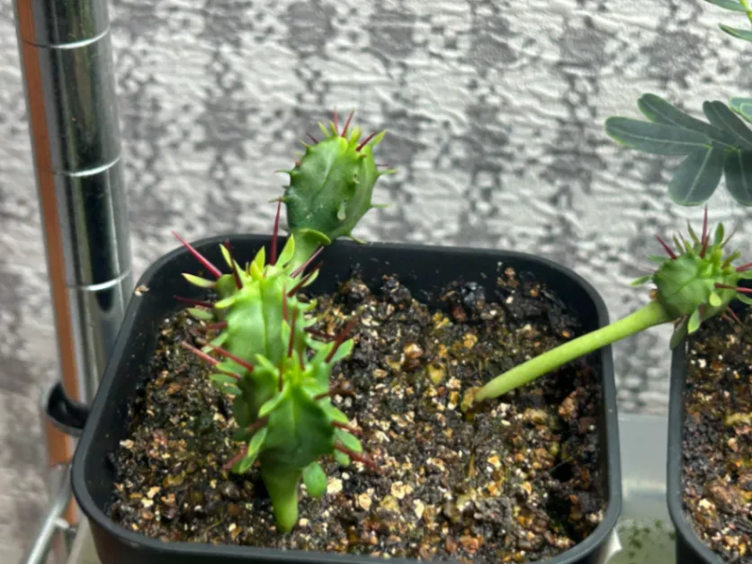 Euphorbia enopla (ユーフォルビア エノプラ 紅彩閣)
