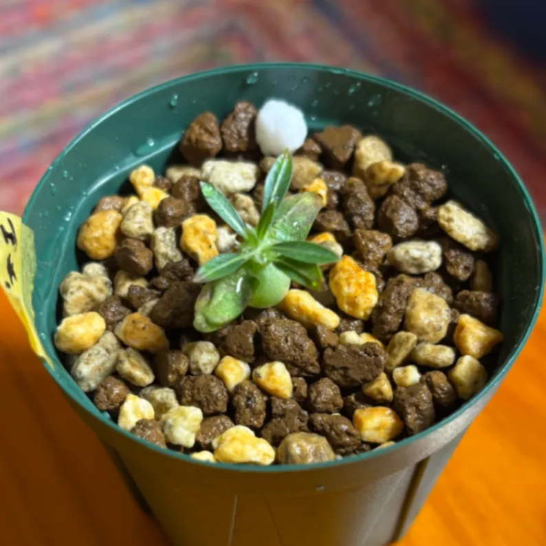 Pachypodium densiflorum var. densiflorum (パキポディウム デンシフローラム)