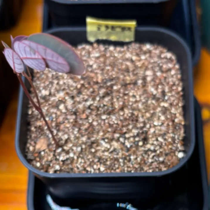 Phyllanthus mirabilis (フィランサス ミラビリス)