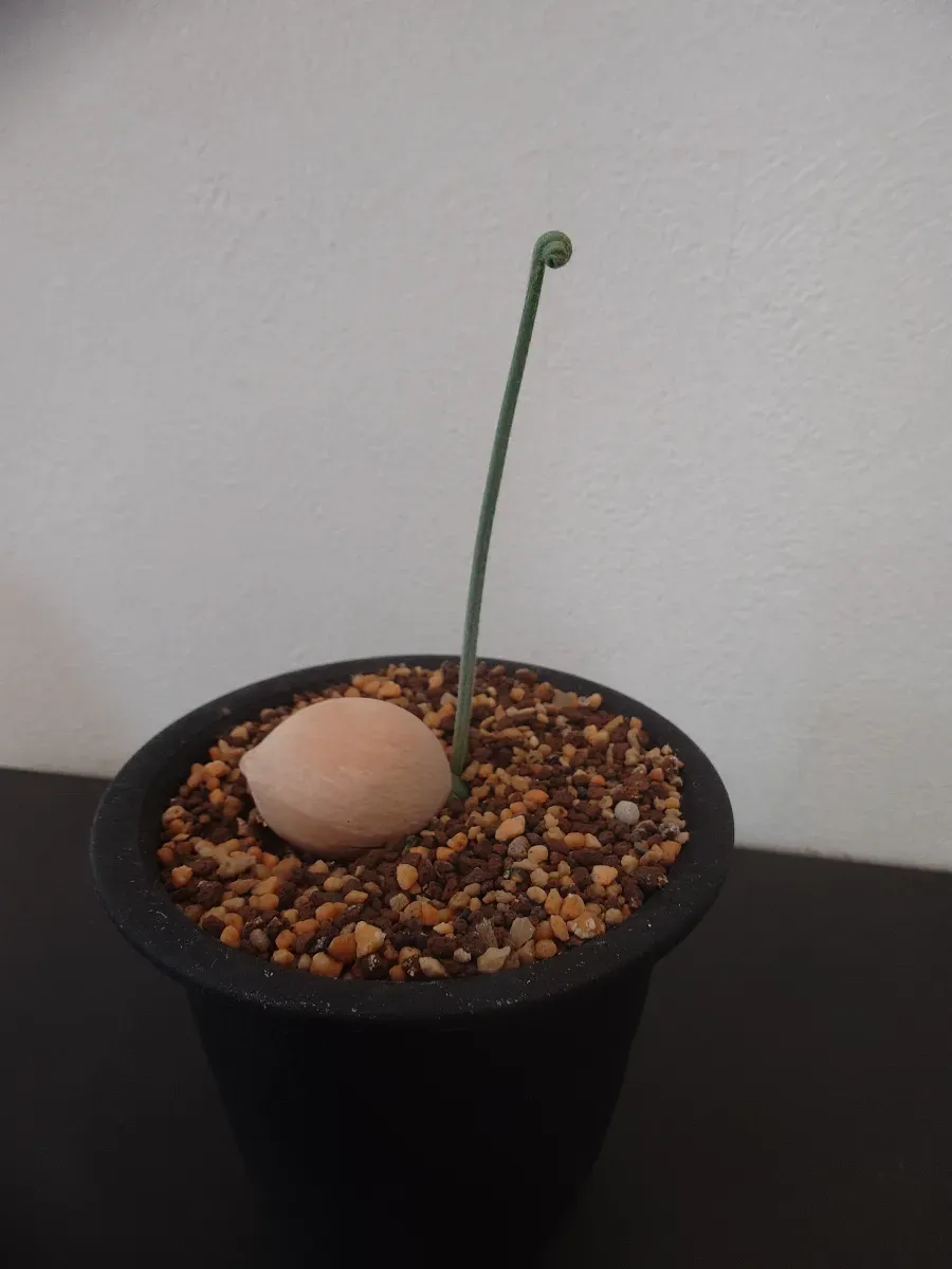 Cycas cairnsiana (サイカス カイルンシアナ)