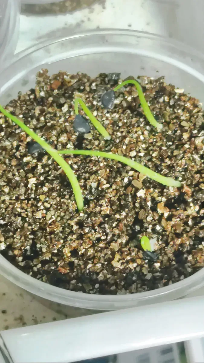Agave sobria subsp. sobria (アガベ ソブリア)
