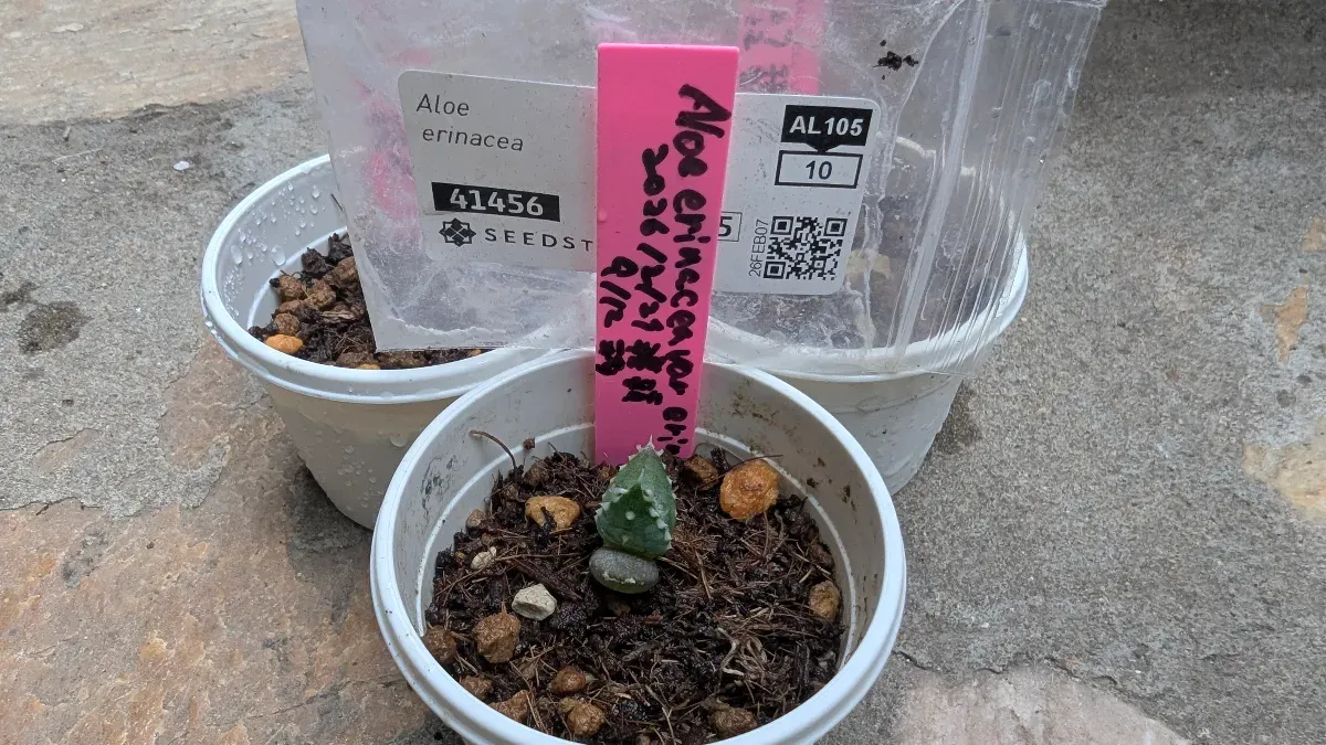 Aloe erinacea var. erinacea (アロエ エリナケア)