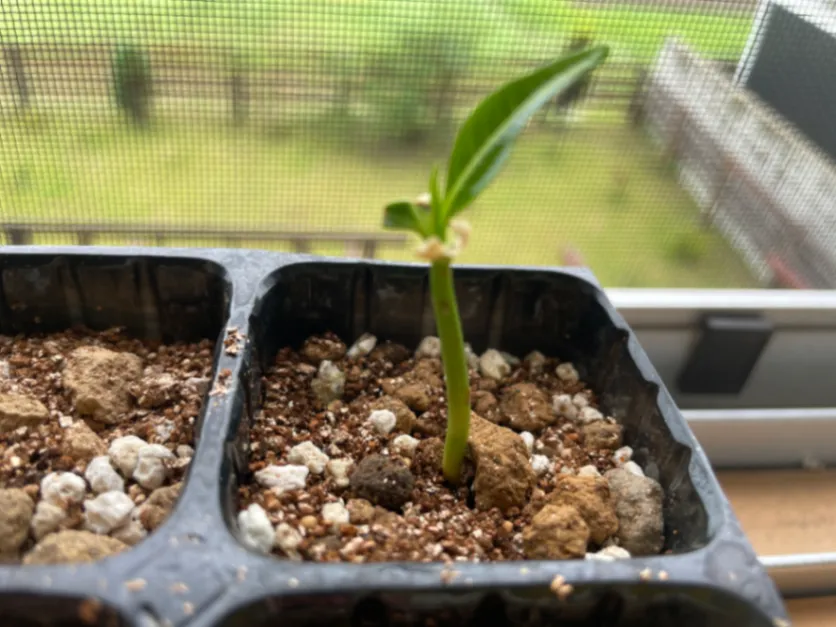 Adansonia grandidieri (アダンソニア（バオバブ）グランディディエリ)