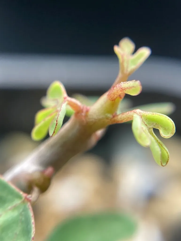Adenia subsessilifolia (アデニア サブセッシリフォリア)