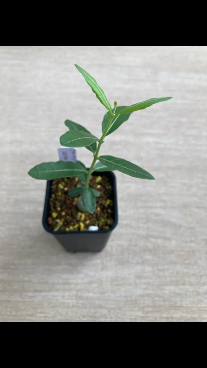 Fockea edulis (フォッケア 火星人)