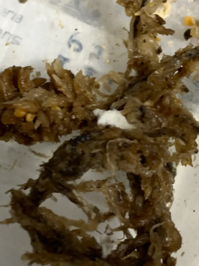 Fouquieria columnaris (フォークイエリア コルムナリス 観峰玉)