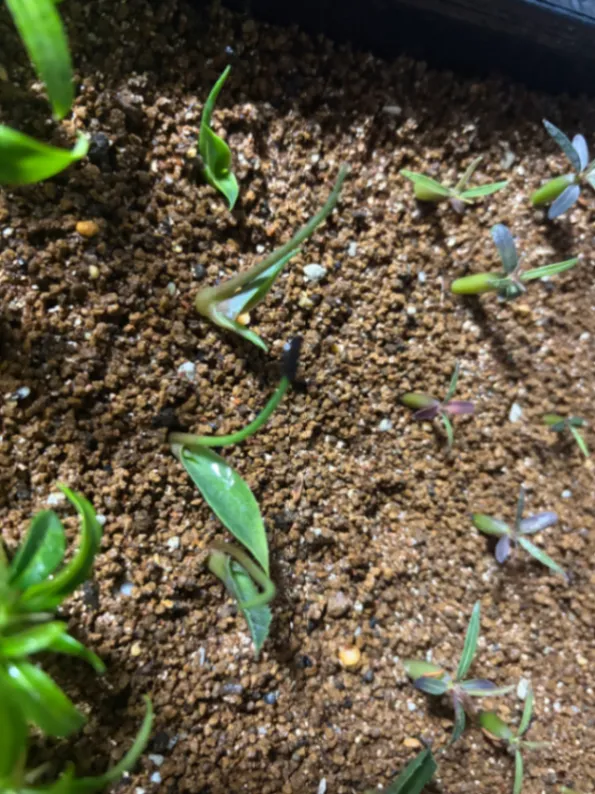 Agave potatorum (アガベ パープルヘイズ)