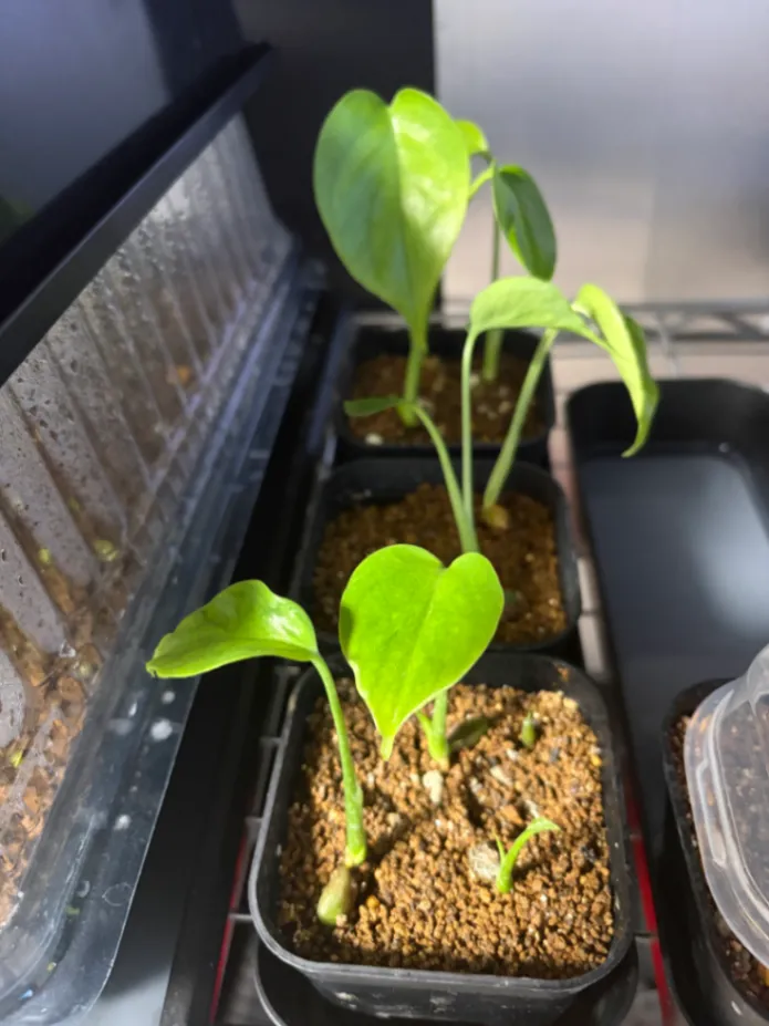Monstera deliciosa Tauerii (モンステラ タウエリー)