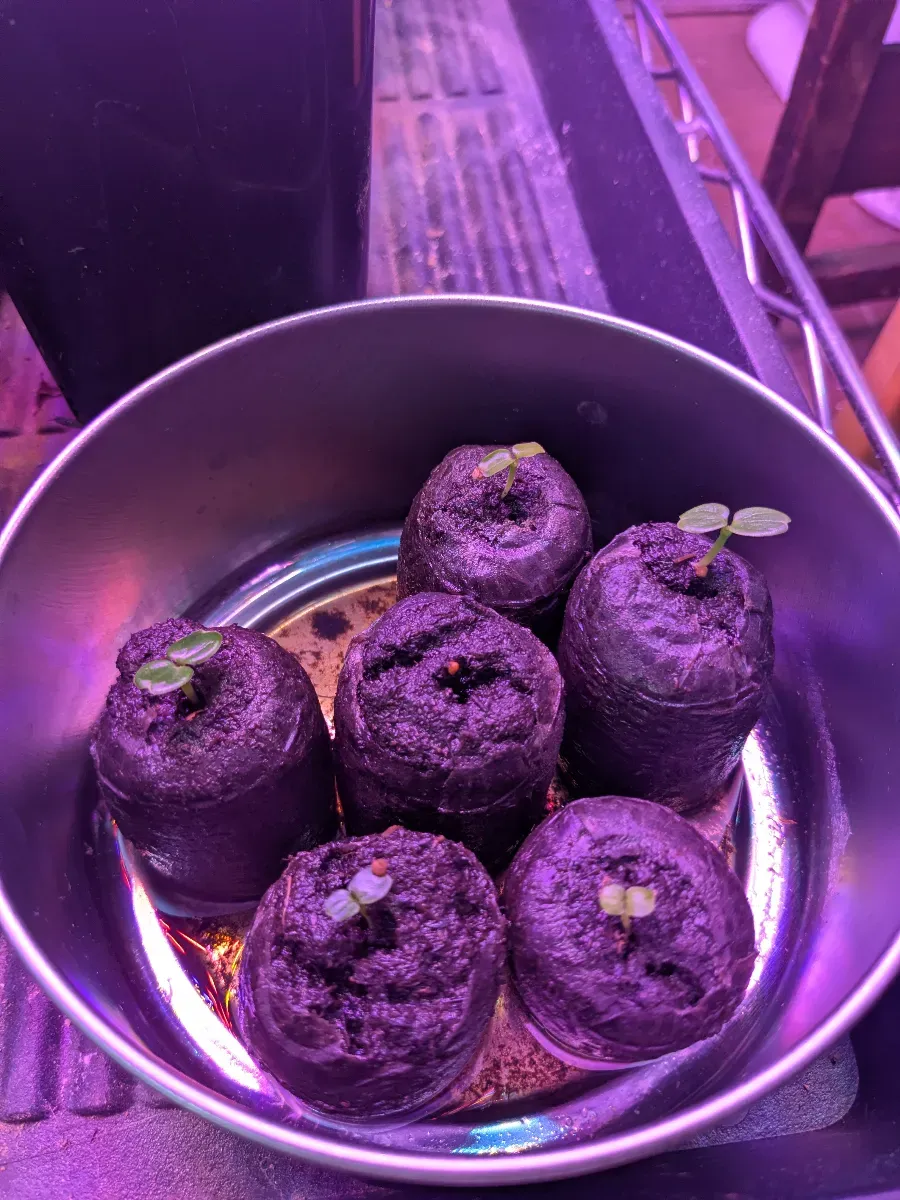 Dorstenia gigas (ドルステニア ギガス)