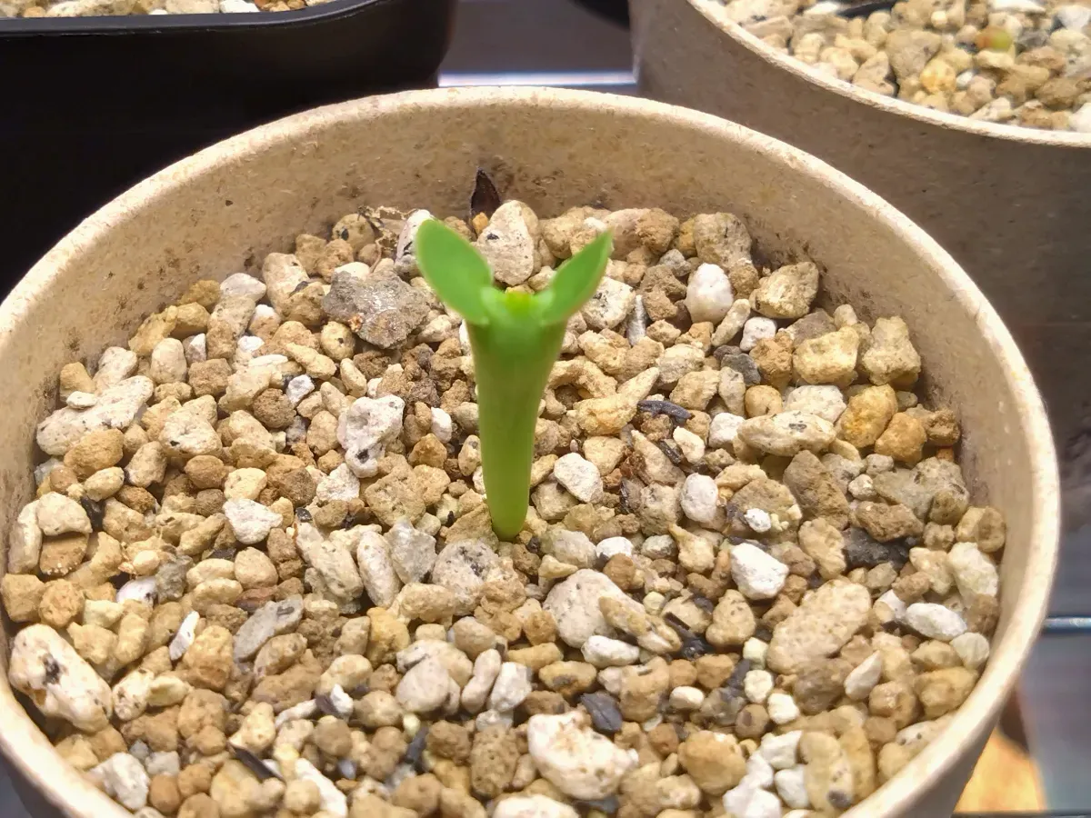 Euphorbia grandicornis (ユーフォルビア グランディコルニス)