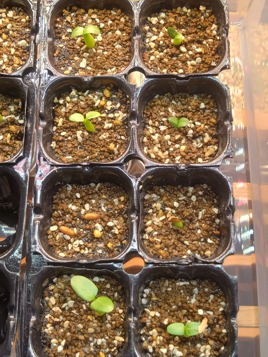 Pachypodium rosulatum var. eburneum (パキポディウム エブレネウム)