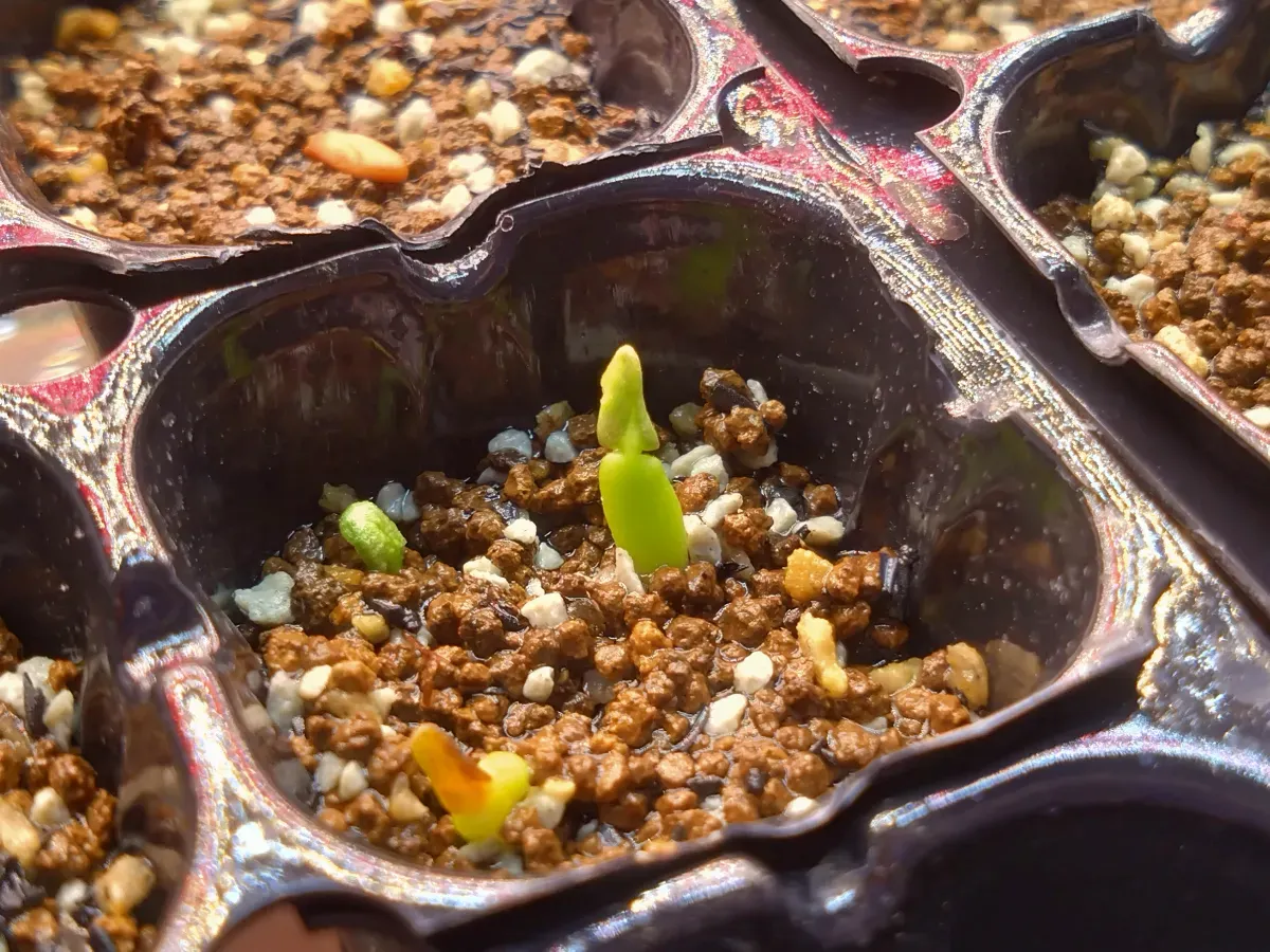 Pachypodium brevicaule ssp. brevicaule (パキポディウム ブレビカウレ)