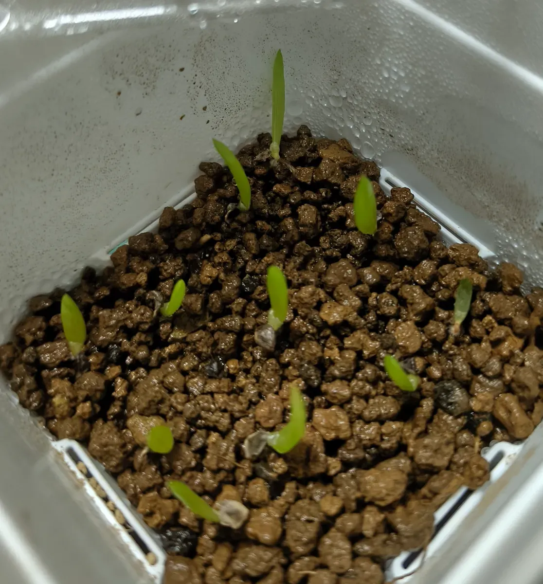 Aloe argenticauda (アロエ アルゼンチコウダ)