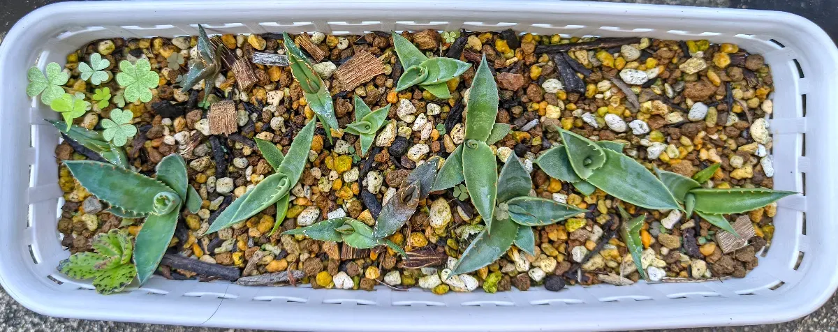 Agave Mix (アガベ ミックス)