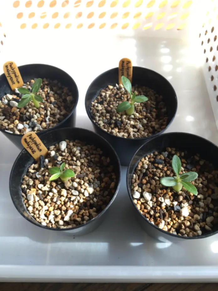 Pachypodium rosulatum ssp. makayense (パキポディウム マカイエンセ)