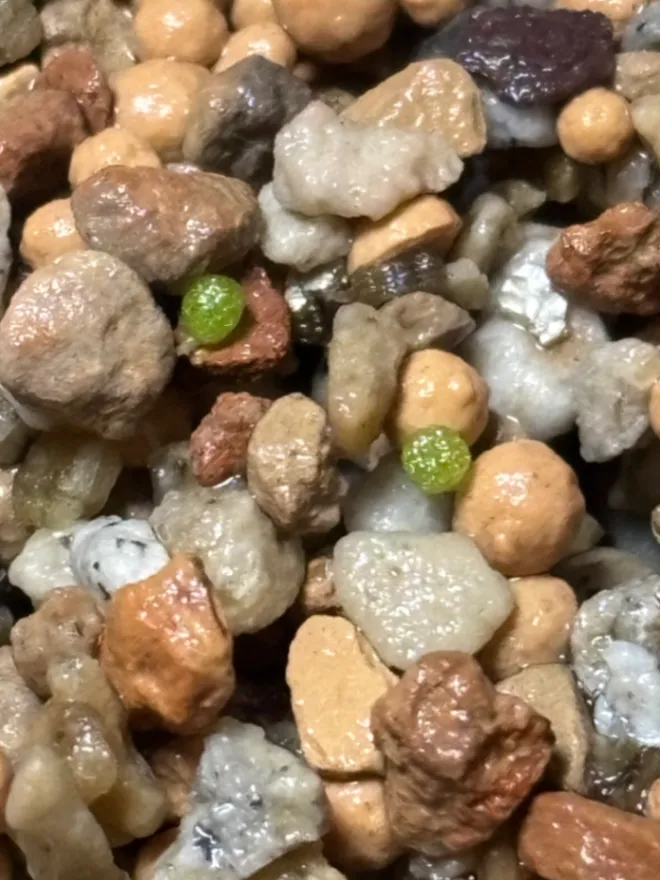 Conophytum burgeri (コノフィツム ブルゲリ)