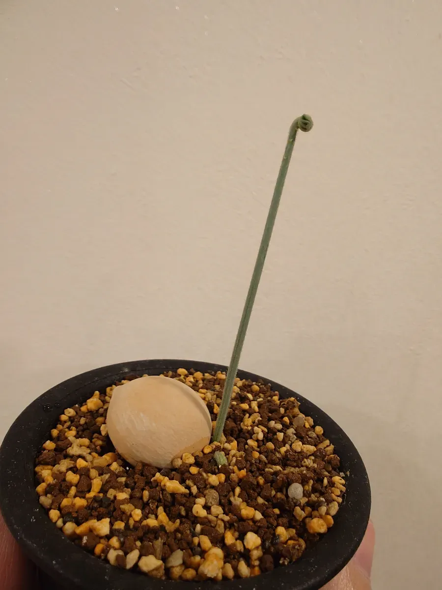 Cycas cairnsiana (サイカス カイルンシアナ)