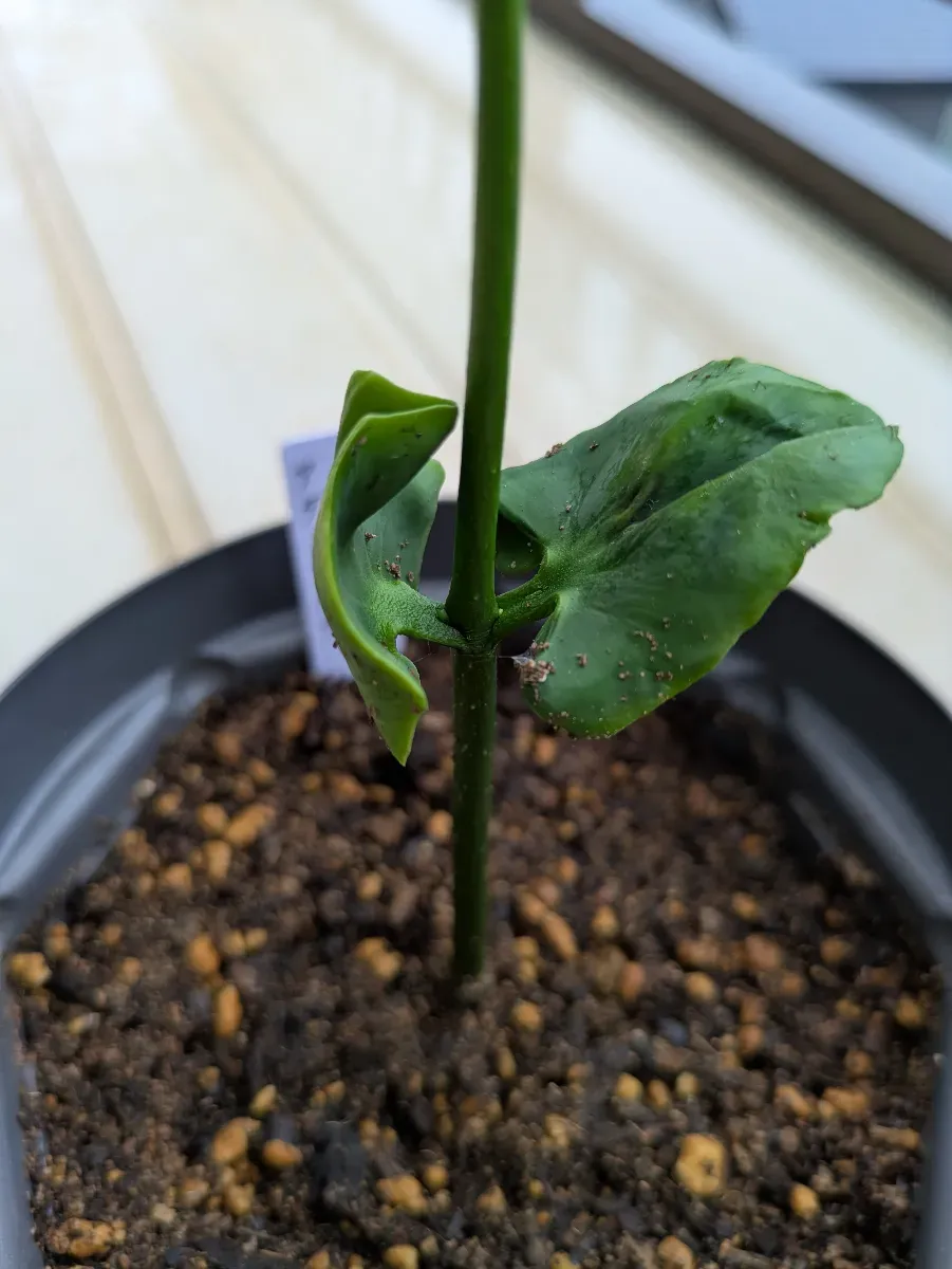 Adansonia suarezensis (アダンソニア（バオバブ）スアレゼンシス)