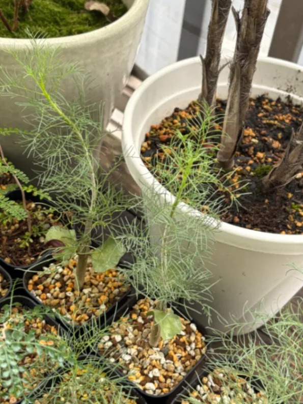 Commiphora kraeuseliana (コミフォラ クラウセリアナ)