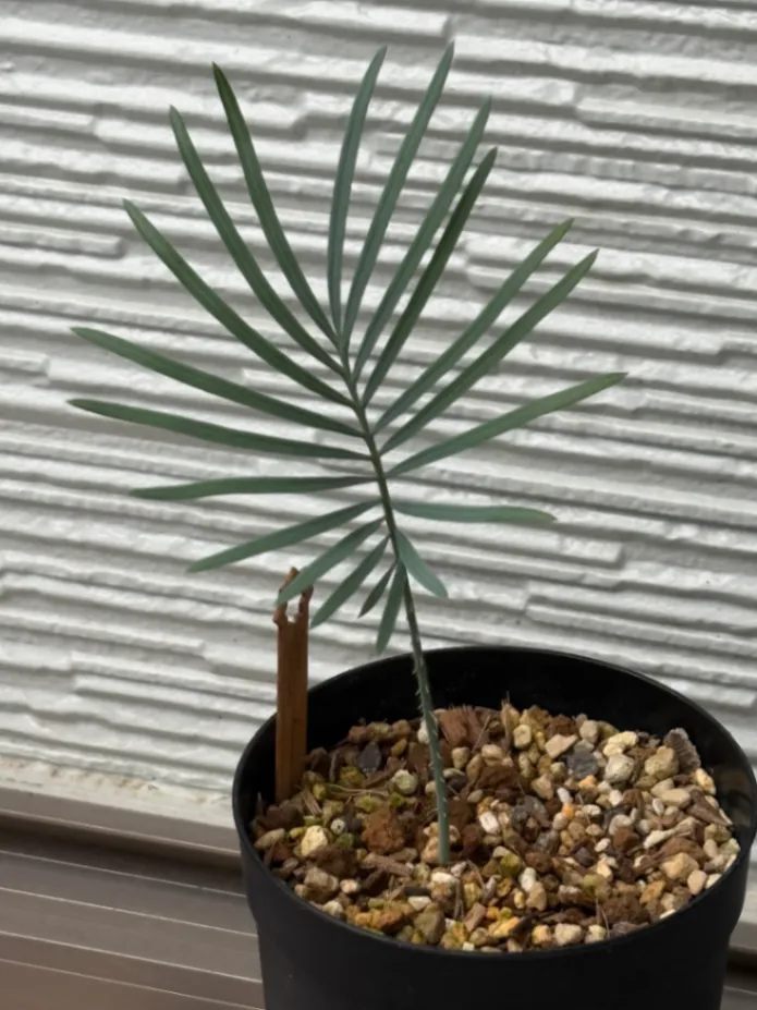 Cycas cairnsiana (サイカス カイルンシアナ)