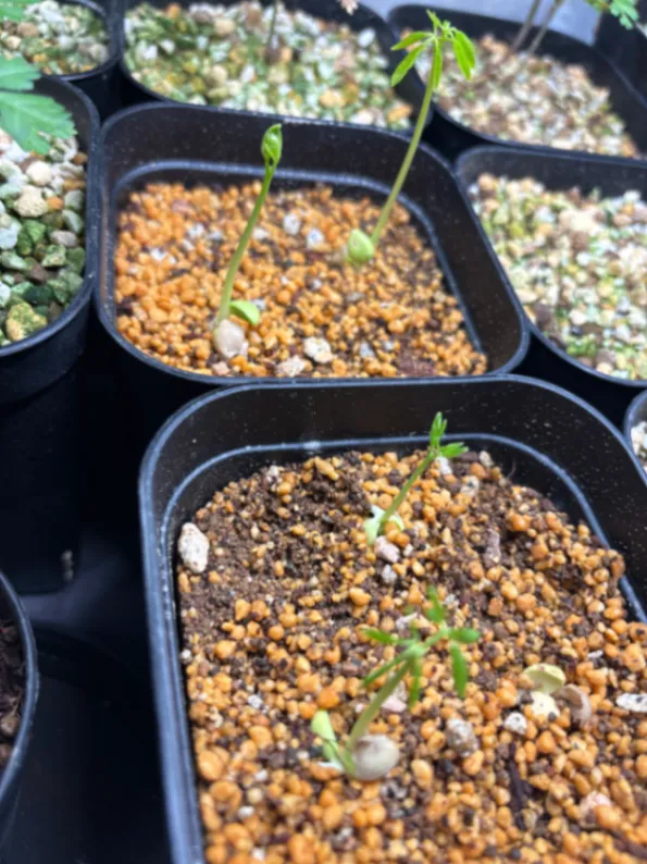 Moringa ovalifolia (モリンガ オバリフォリア)