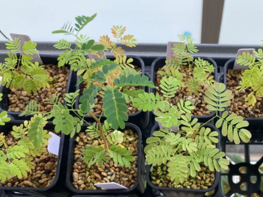 Acacia burkei (アカシア ブルケイ)