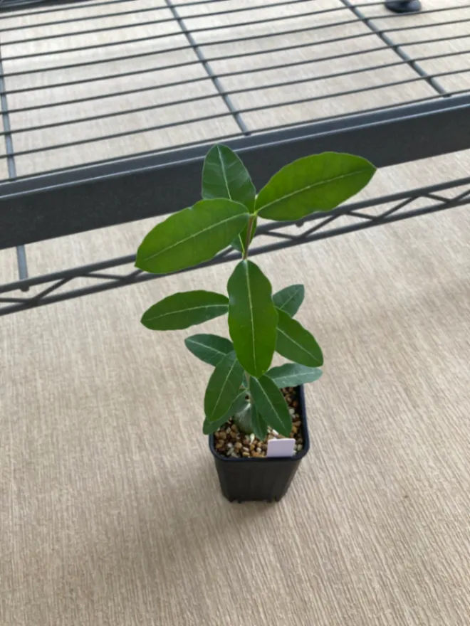 Fockea edulis (フォッケア 火星人)