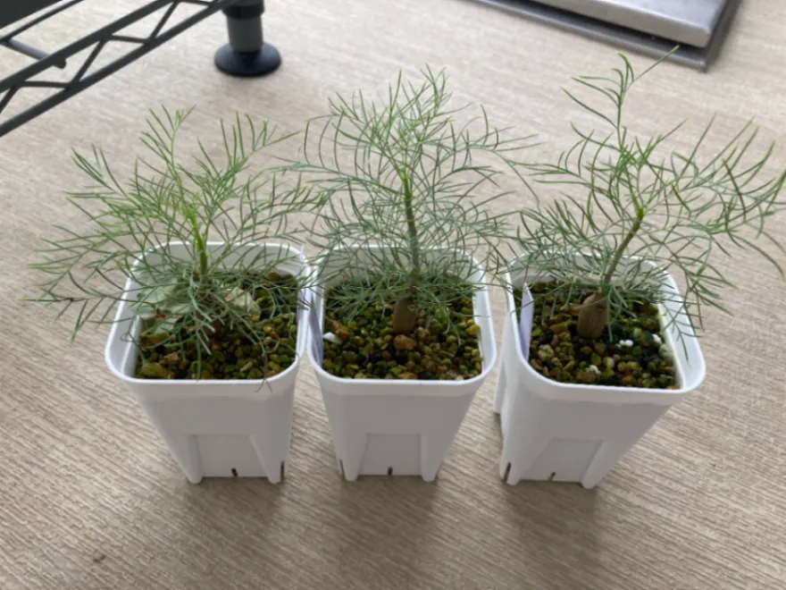 Commiphora kraeuseliana (コミフォラ クラウセリアナ)