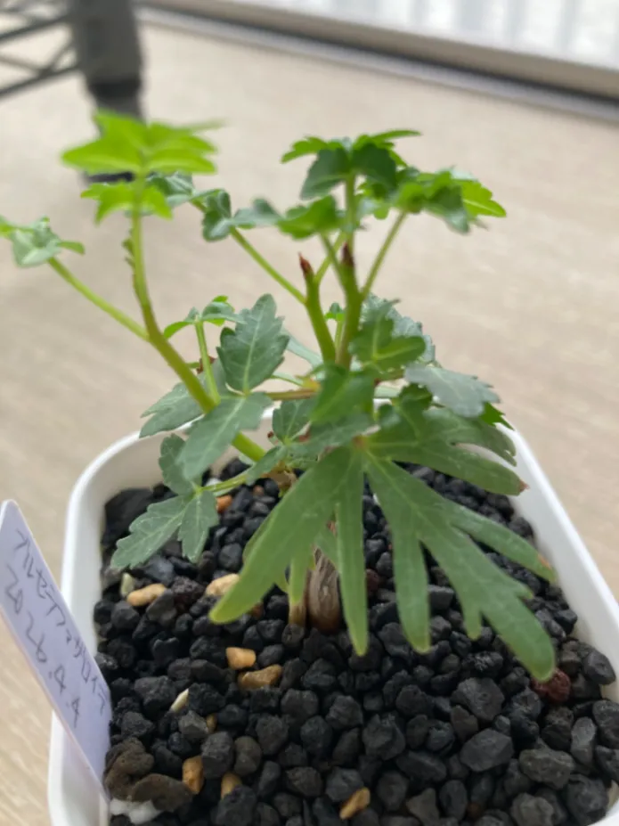 Bursera fagaroides (ブルセラ ファガロイデス)