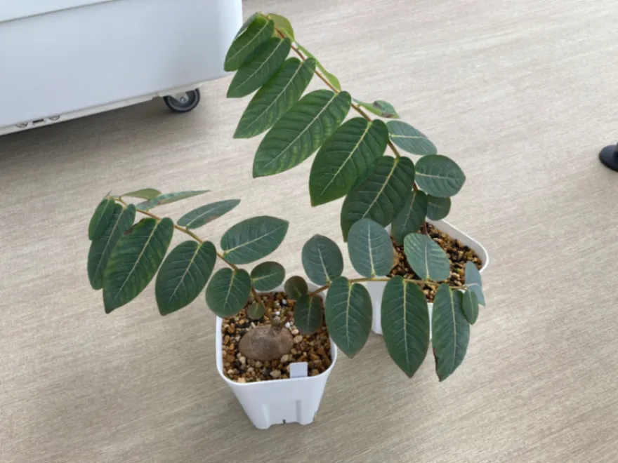 Phyllanthus mirabilis (フィランサス ミラビリス)