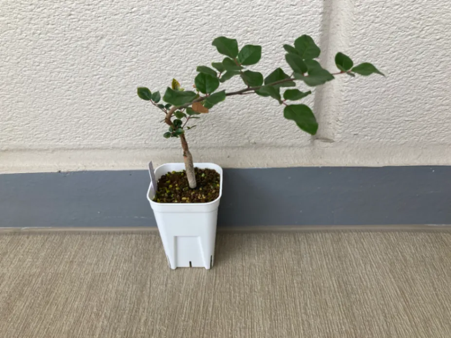 Commiphora orbicularis (コミフォラ オルビクラリス)