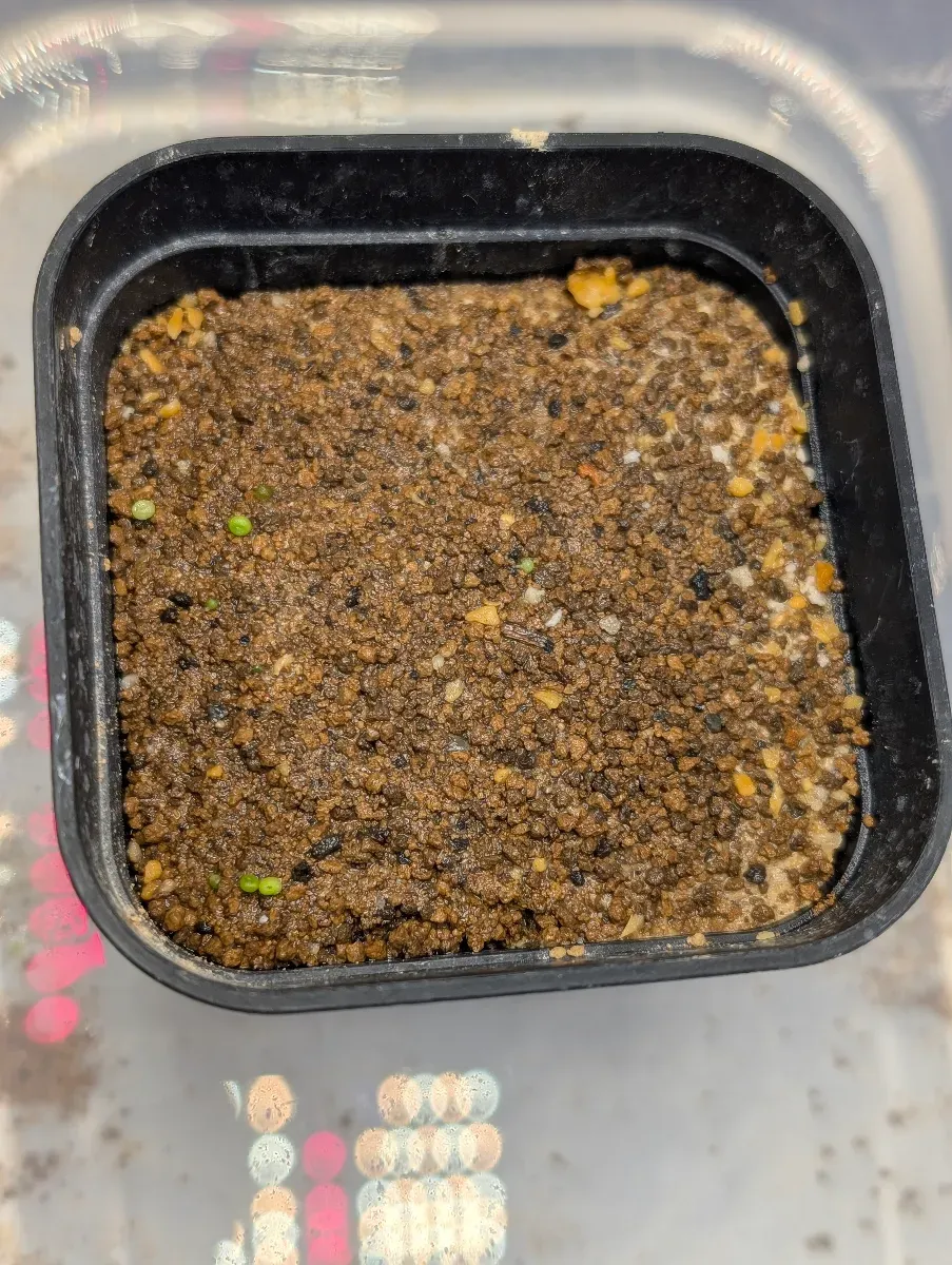 Conophytum pageae (コノフィツム パゲアエ)