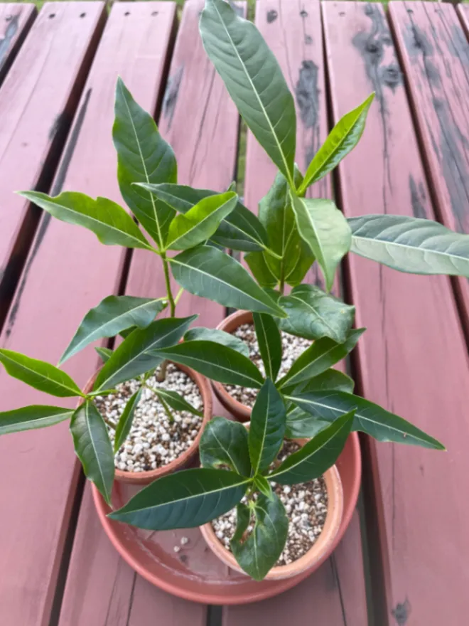 Adansonia za (アダンソニア（バオバブ） ザ)