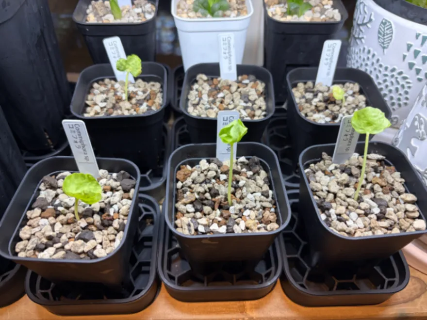 sp. Commiphora sp. (コミフォラ)