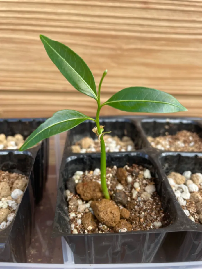 Adansonia grandidieri (アダンソニア（バオバブ）グランディディエリ)