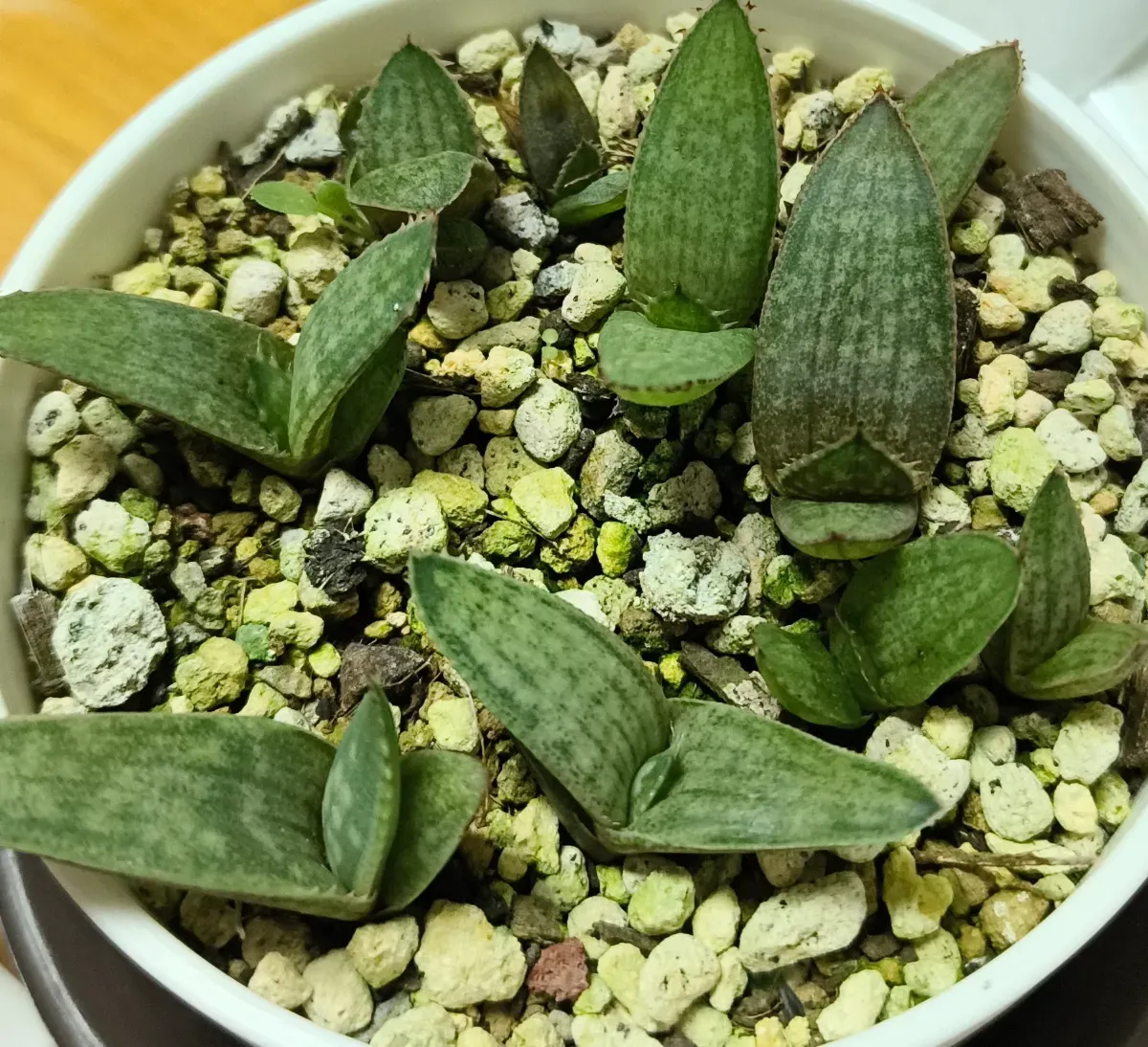 Aloe verdoorniae (アロエ ベルドーニアエ 星霞)