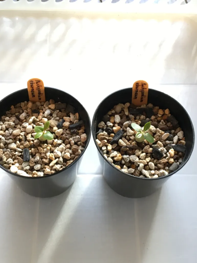 Pachypodium rosulatum var. eburneum (パキポディウム エブレネウム)