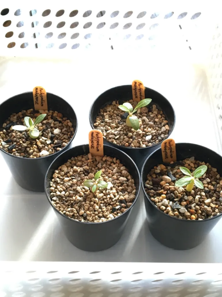 Pachypodium rosulatum ssp. makayense (パキポディウム マカイエンセ)