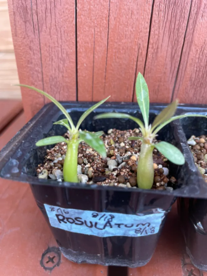 Pachypodium rosulatum (パキポディウム ロスラーツム)
