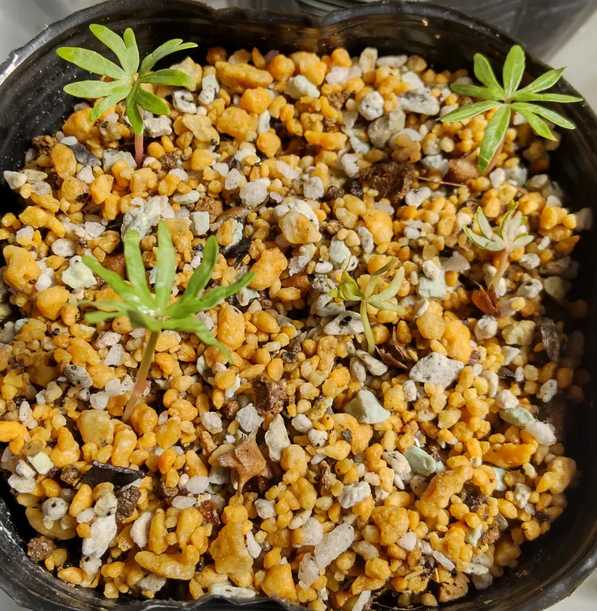 Boswellia neglecta (ボスウェリア ネグレクタ)