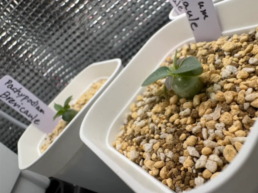 Pachypodium brevicaule ssp. brevicaule (パキポディウム ブレビカウレ 小粒)