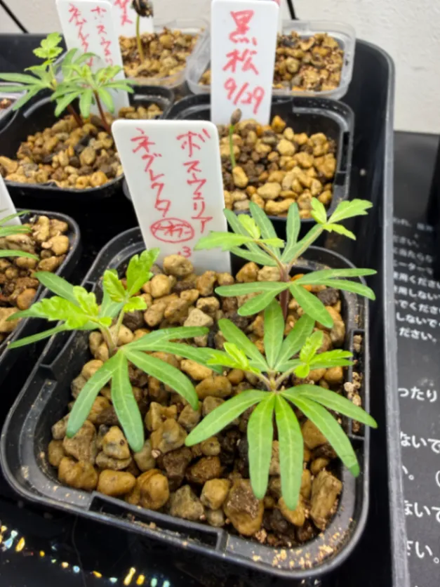 Boswellia neglecta (ボスウェリア ネグレクタ)
