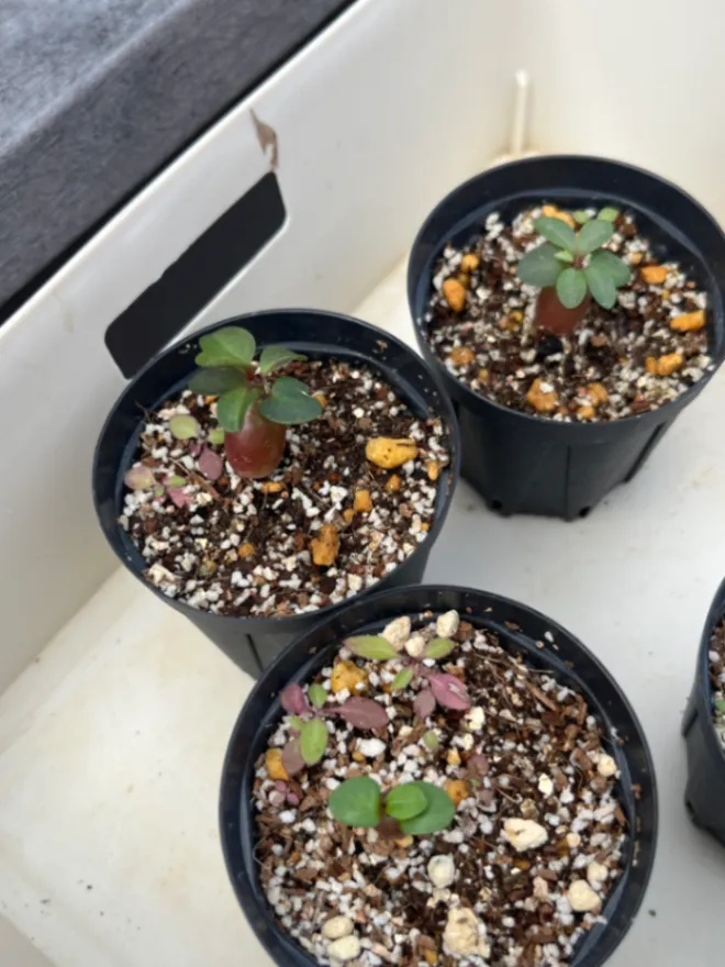 Pachypodium succulentum (パキポディウム サキュレンタム)
