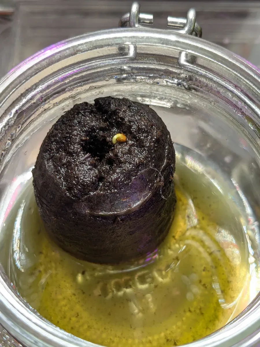 Dorstenia gigas (ドルステニア ギガス)
