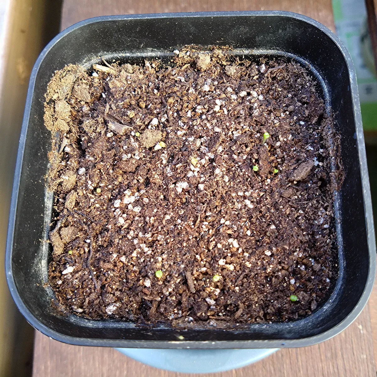 Lithops Mix Seeds (リトープス ミックス)