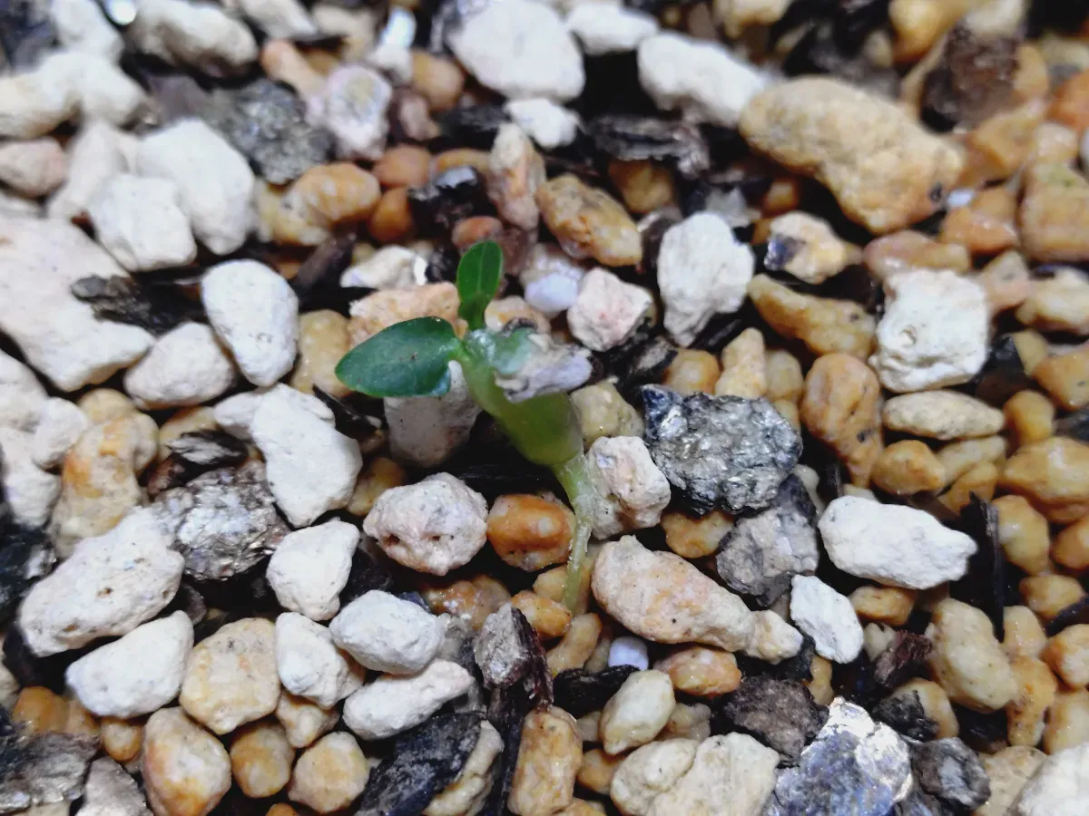 Pachypodium bispinosum (パキポディウム ビスピノーサム)